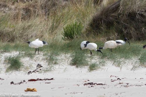 White Ibis feeding in the grasses along the beach edge