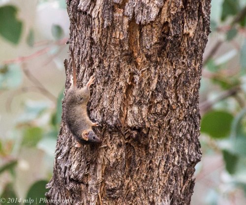 Yellow Footed Antechinus, III