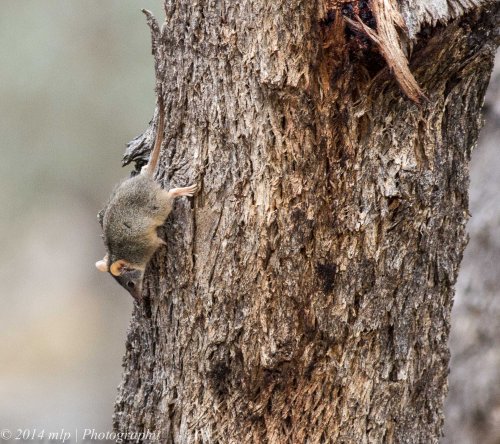 Yellow Footed Antechinus IV