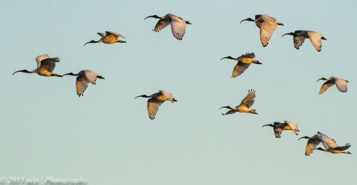 Australian White Ibis IV