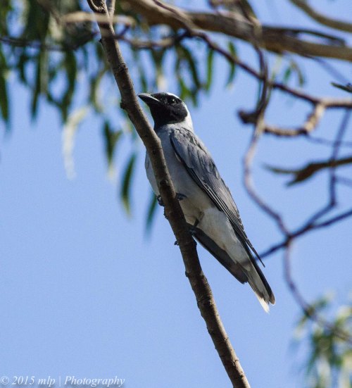 Black Faced Cuckoo-shrike