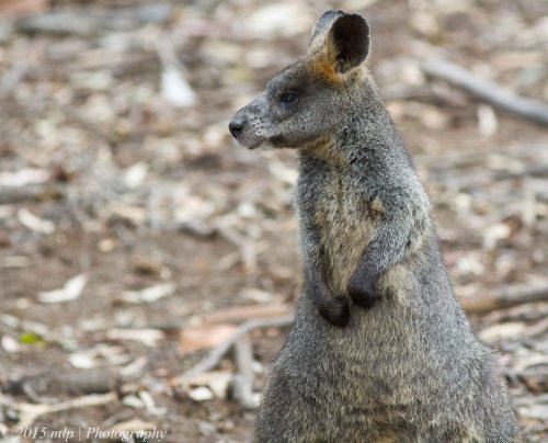Black Wallaby