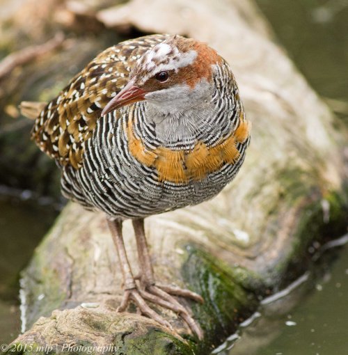 Buff Banded Rail