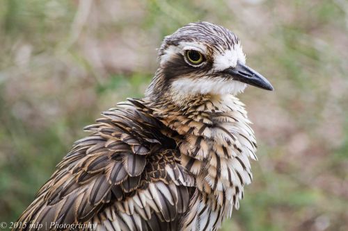 Bush Stone Curlew