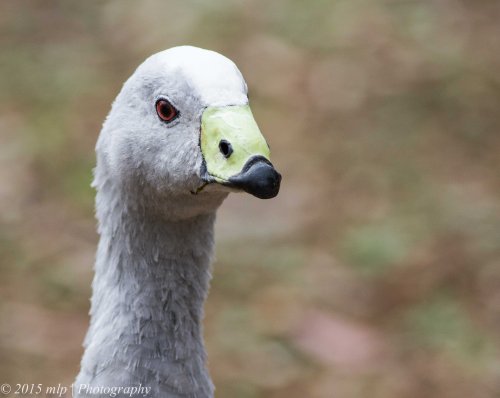 Cape Barren Goose