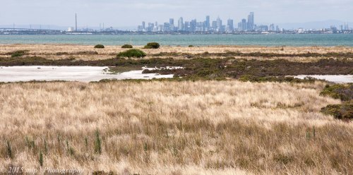 Cheetham Wetlands from Observation Tower III