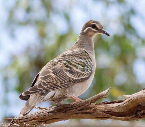 Common Bronzewing