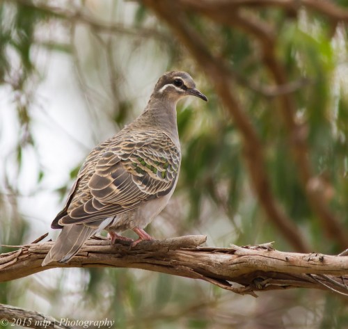 Common Bronzewing