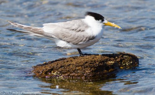 Tagged Crested Tern