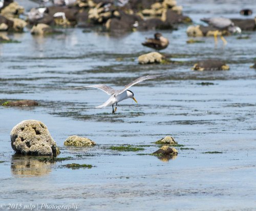 Crested Tern II
