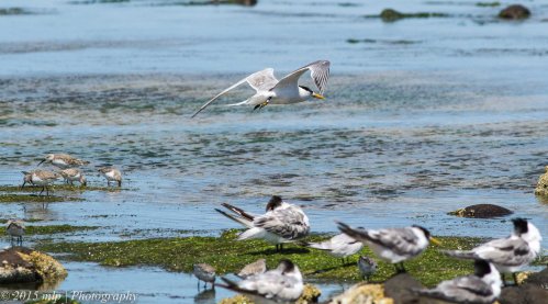 Crested Terns and Curlew Sandpipers