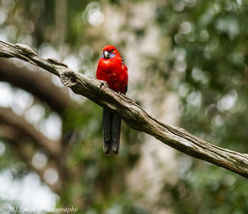 Crimson Rosella