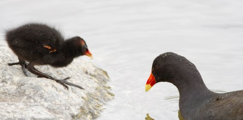 Dusky Moorhen & Chick