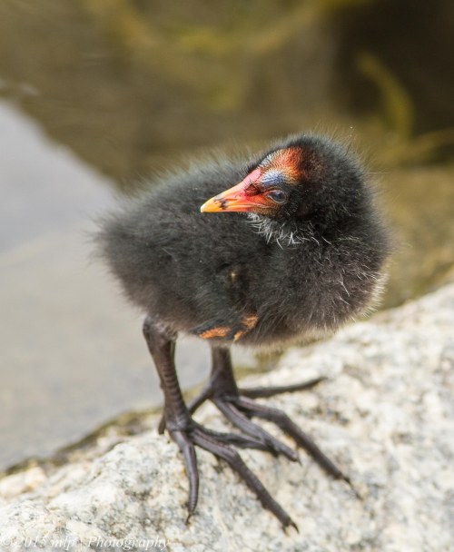 Dusky Moorhen Chick