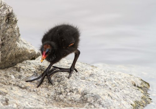 Dusky Moorhen Chick