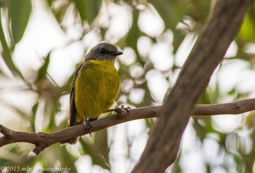 Eastern Yellow Robin