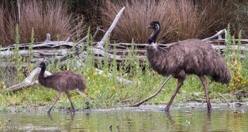 Emu and chick