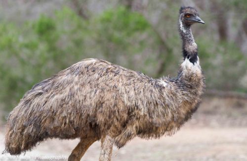 Emu