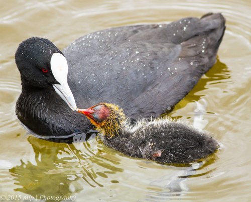 Eurasian Coot and chick