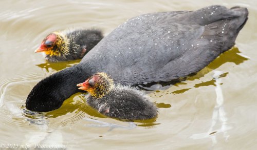 Eurasian Coot and chicks