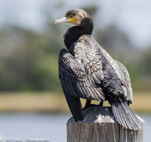 Great Cormorant