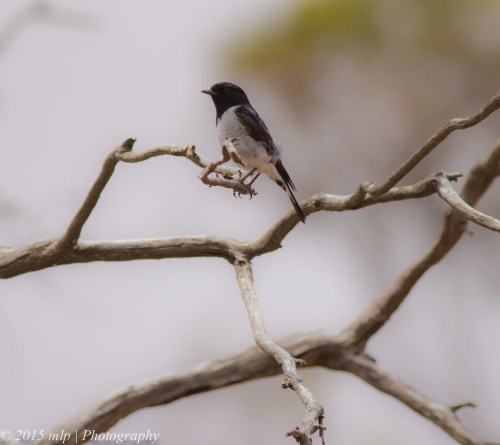 Hooded Robin, Goschen,