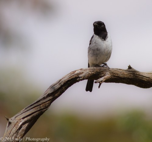 Hooded Robin II, Goschen