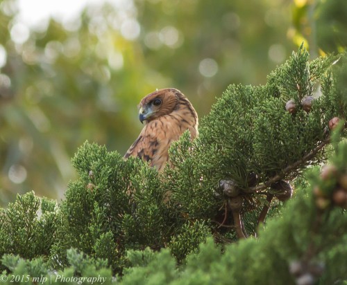 Immature Spotted Harrier, Western Treatment Plant, Werribee - 23 Nov 2014