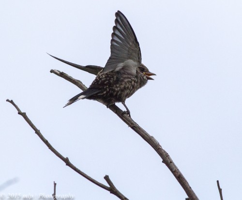 Juvenile Dusky Woodswallow II