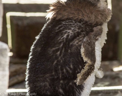Little Penguin moulting - this guy looked quite uncomfortable, scratching with his wings and beak. He was under a wooden bench ignoring everyone .