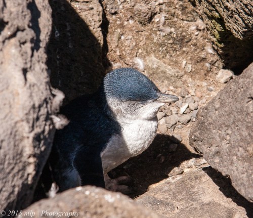Little Penguin napping