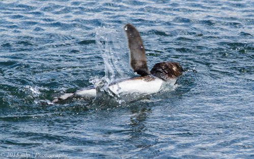 Look at me, look at me!