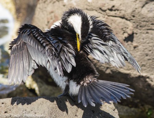 Little Pied Cormorant grooming and drying his feathers. 