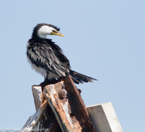 Little Pied Cormorant II