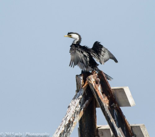 Little Pied Cormorant