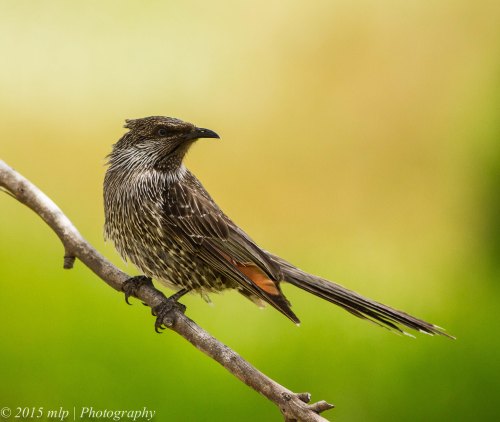 Little Wattlebird II