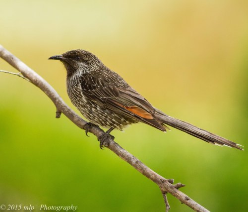 Little Wattlebird