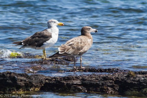 Pacific Gulls