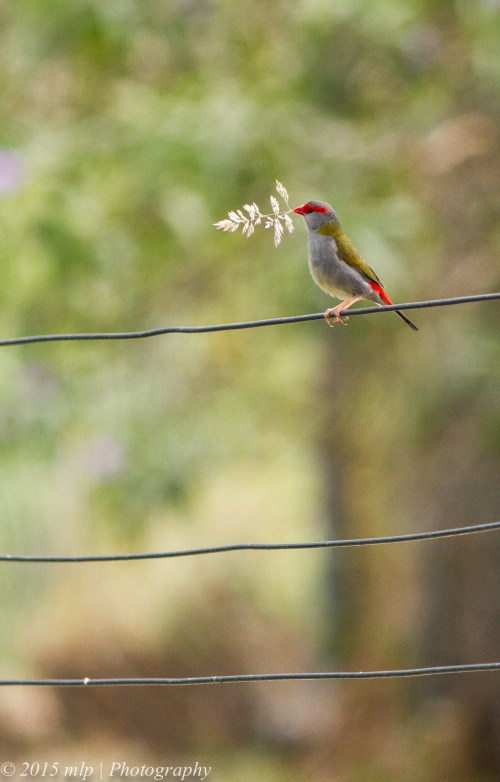 Red Browed Finch