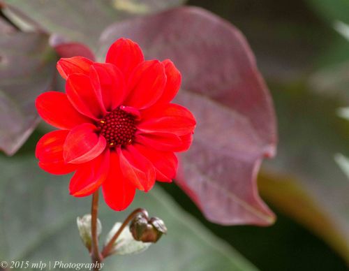 Red Flower II