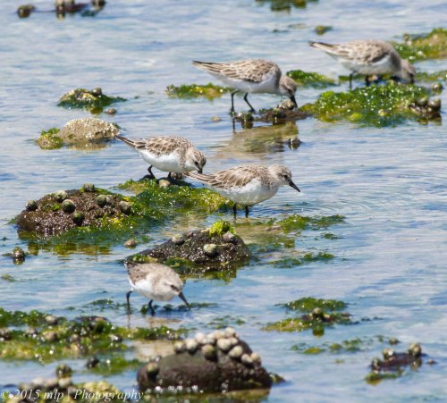 Red Necked Stints