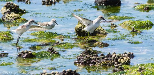 Red Necked Stints II