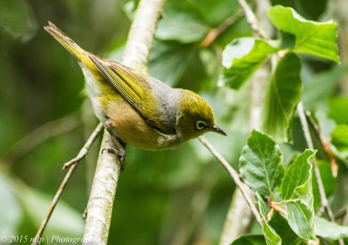 Silvereye