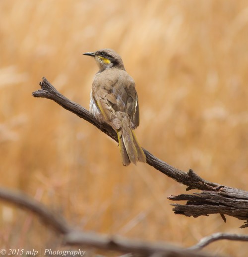 Singing Honeyeater,