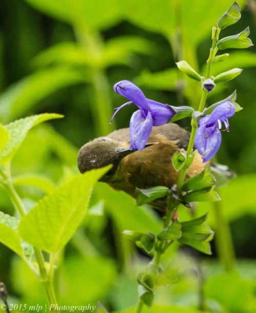 Juvenile Spinebill 