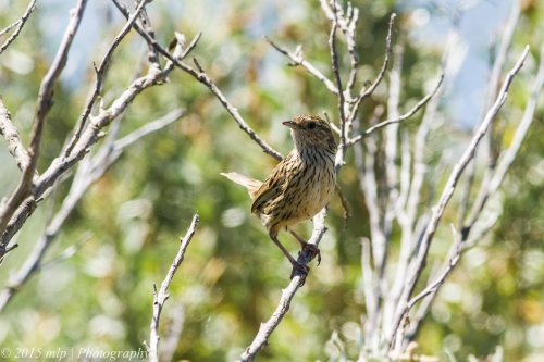 Striated Fieldwren, Western Treatment Plant, Werribee - 23 Nov 2014