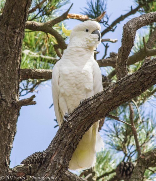 Sulphur Crested Cockatoo