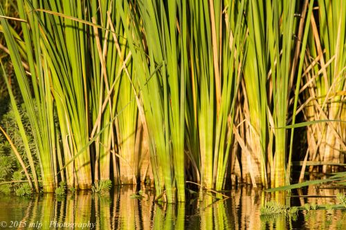 Wetland vegetation