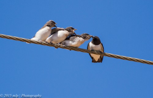 White Breasted Woodswallows, Lake Boga