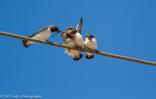 White Breasted Woodswallows, Lake Boga